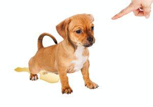 Puppy Training Accident