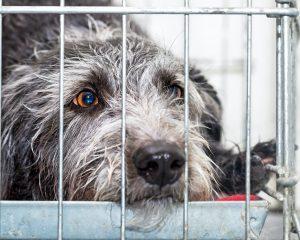 Should I Get An Older Dog? 7 Should I get an older dog