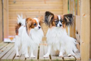 Two cute papillon dogs