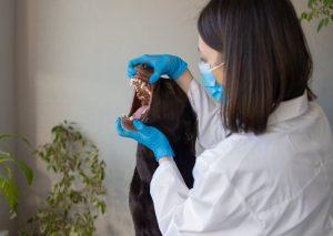 vet consultation, dog dental problems and treatment, labrador retriever at the vet office