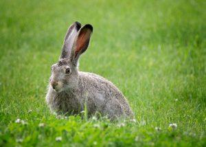 Coursing 3 Jackrabbits are frequents victims of coursing dogs.