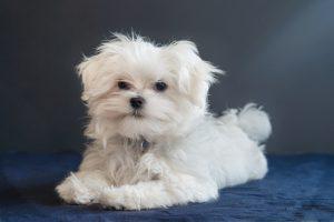 Maltese Dog Puppy
