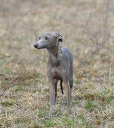 Italian Greyhound