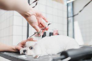 Maltese dog
