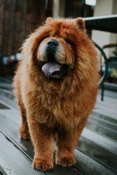 Chow Chow: Where Did This Dog Breed Come From? 3 Happy chow chow dog playing in the backyard