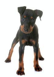 puppy manchester terrier