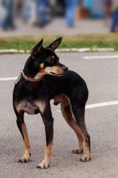Toy Manchester Terrier