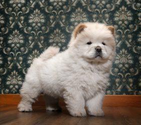Chow Chow: Where Did This Dog Breed Come From? 2 chow chow puppy