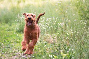 Irish Terrier Dog 