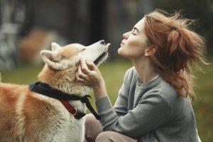 Spitz Dog Breeds 2 The Akita Inu is one of the spitz dog breeds