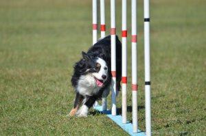 Miniature American Shepherd - A Perfect Companion Dog 2 Miniature American Shepherd at Dog Agility Trial