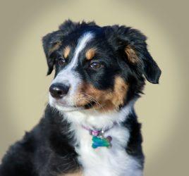 Miniature American Shepherd - A Perfect Companion Dog 3 Miniature American Shepherd
