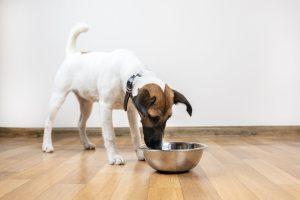 Smooth Fox Terrier Puppy