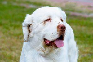 Clumber Spaniel 