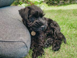 miniature schnauzer for sale