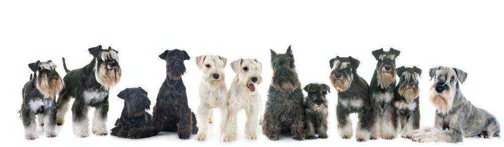 Miniature Schnauzers