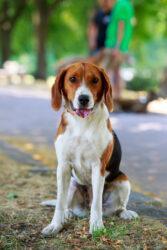 American Foxhound: A Noble History and Character 5 American Foxhound