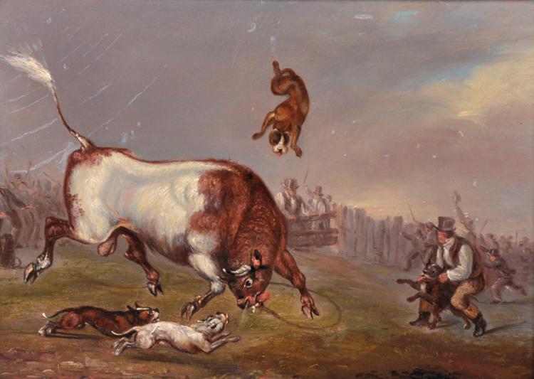 Bull Baiting Is A Brutal Blood Sport 1 Bull Baiting Scene