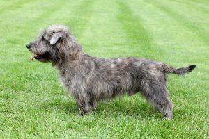 Glen of Imaal Terrier With Blue Brindle Coat