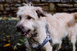 wheaten glen of imaal terrier