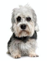 Dandie Dinmont Terrier, 2 years old, sitting in front of white background