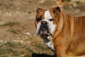 Bull Baiting Is A Brutal Blood Sport 4 english bulldog