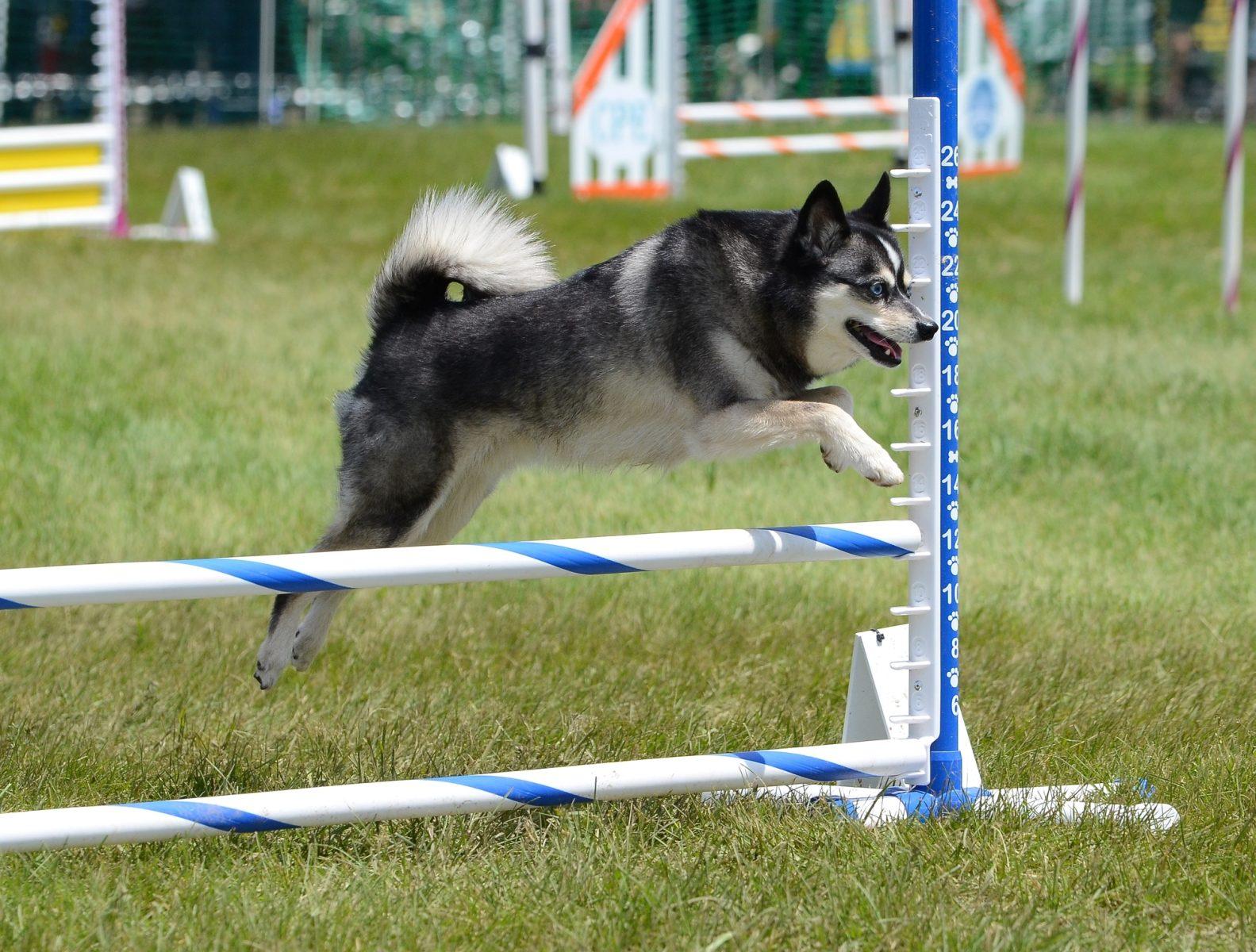 Alaskan Klee Kai