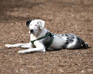 American Leopard Hound: Hunting's Best Kept Secret 3 Catahoula Leopard Dog