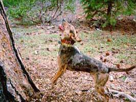 American Leopoard Hound