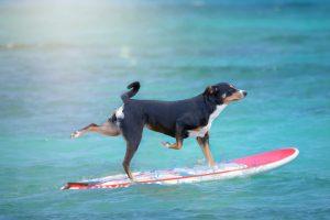 Appenzeller Sennenhund: A Perfect Family Dog 3 Appenzeller Sennehund
