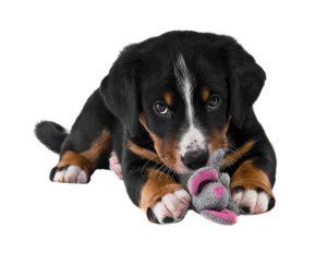 Appenzeller Sennenhund: A Perfect Family Dog 4 Appenzeller Sennehund Puppy