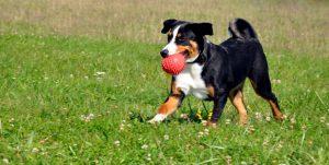 Appenzeller Sennenhund: A Perfect Family Dog 5 Appenzeller Sennehund Playing Fetch