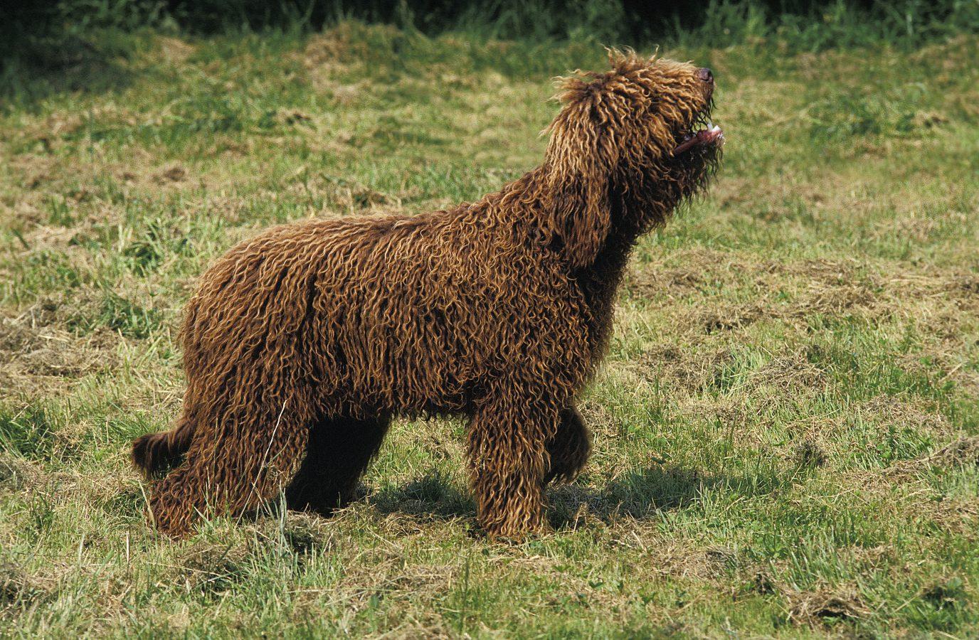 Barbet French Water Dog: Another Rare Breed 4 Barbet