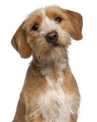 Basset Fauve De Bretagne