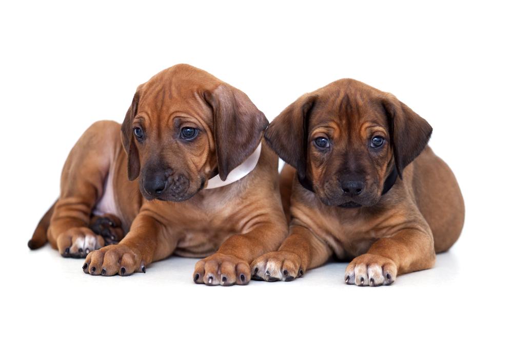 Bavarian Mountain Scent Hound 2 Bavarian Mountain Scent Hound Puppies