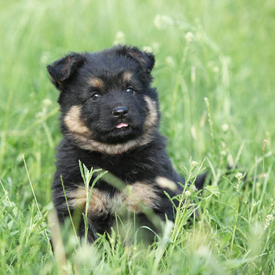 Bohemian Shepherd Puppy
