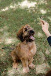Briard, What a Unique Dog Breed 2 Red Briar Puppy