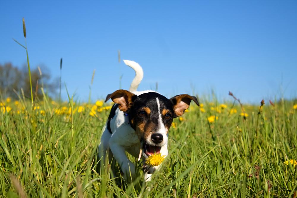 Danish-Swedish Farmdog: A High-Energy Companion 7 Danish-Swedish Farmdog
