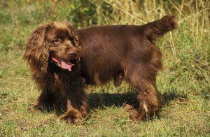 Sussex Spaniel: A Remarkable Story 3 sussex spaniel