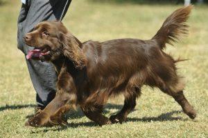 Sussex Spaniel: A Remarkable Story 4 Sussex Spaniel Training
