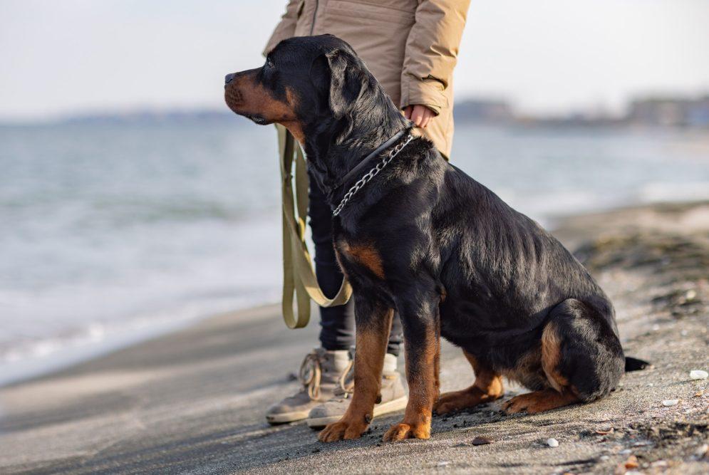 A dog of the Rottweiler