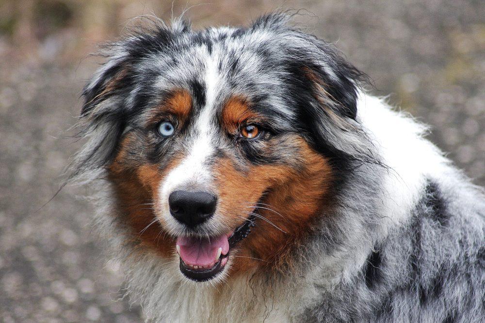 Merle 2 Australian Shepherd dog Merle