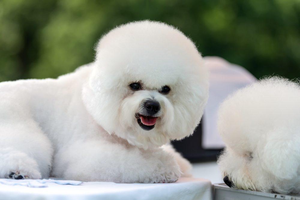 Bichon friese