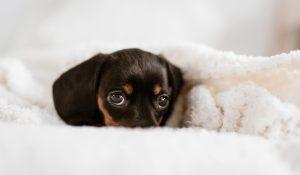 Black and Tan Coonhound Puppy
