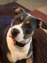  Staffordshire Bull Terrie 