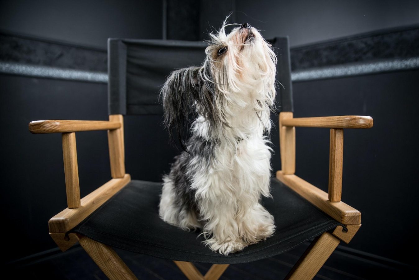 Biewer Terrier: History And Characteristics of this Lively Breed 2 Biewer Terrier
