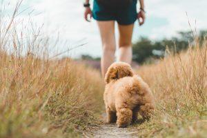 Brown Puppy poodle following the owner behind