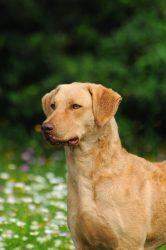 Chesapeake Bay Retriever: An Amazing Story 5 Closeup portrait of a large-sized Chesapeake Bay Retriever dog in a beautiful flower field