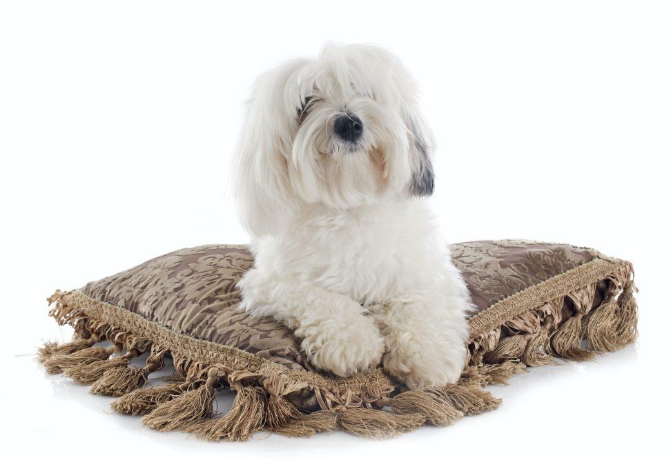 Coton de Tulear