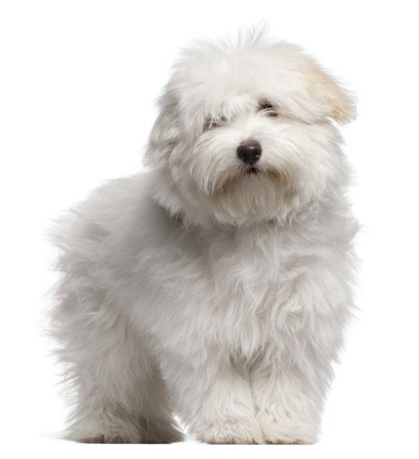 Coton de Tulear puppy (4 months old)